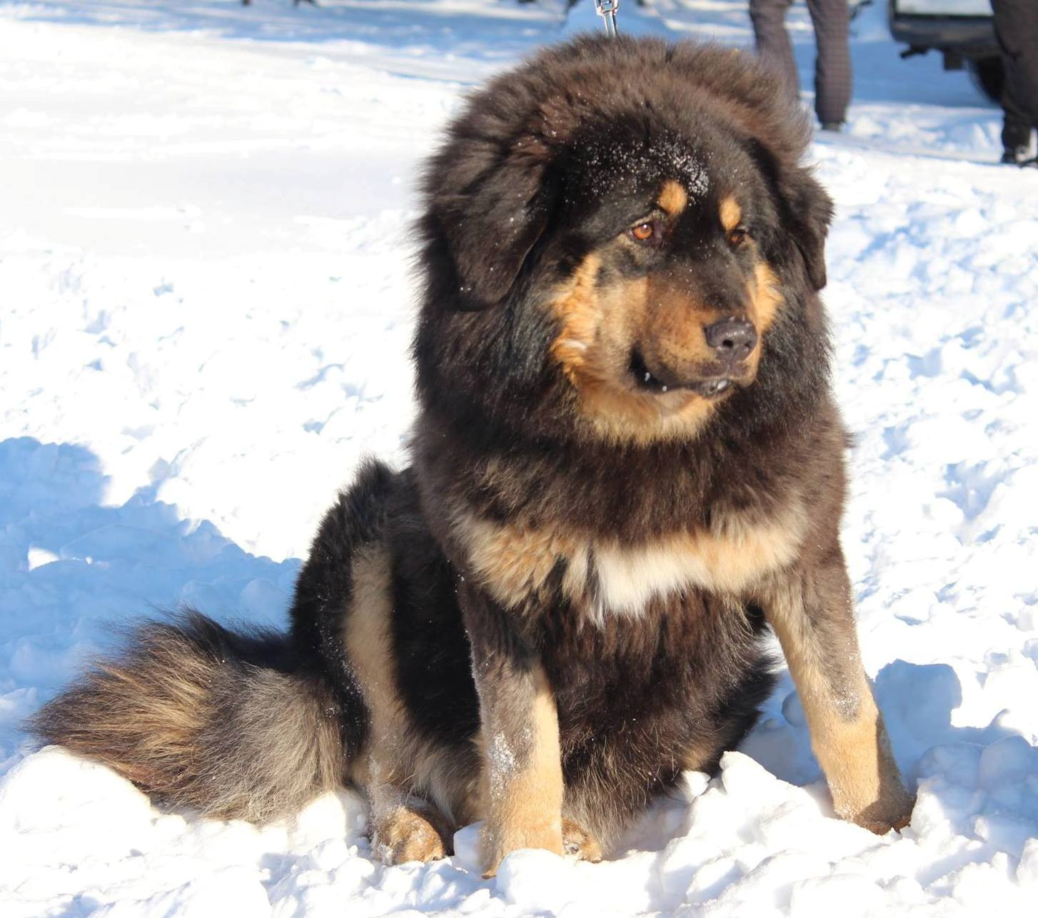 Герда, Arslan Arvai