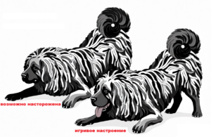 язык тела собак