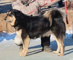 Tuulai монгольский банхар сука