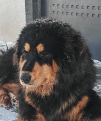 Урхай Урхаевич 11112