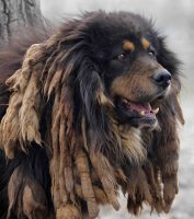 Zodoonch Arslan 777